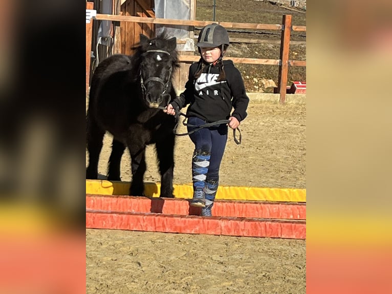 Shetland Ponies Mare 9 years 10,2 hh Black in Ursensollen