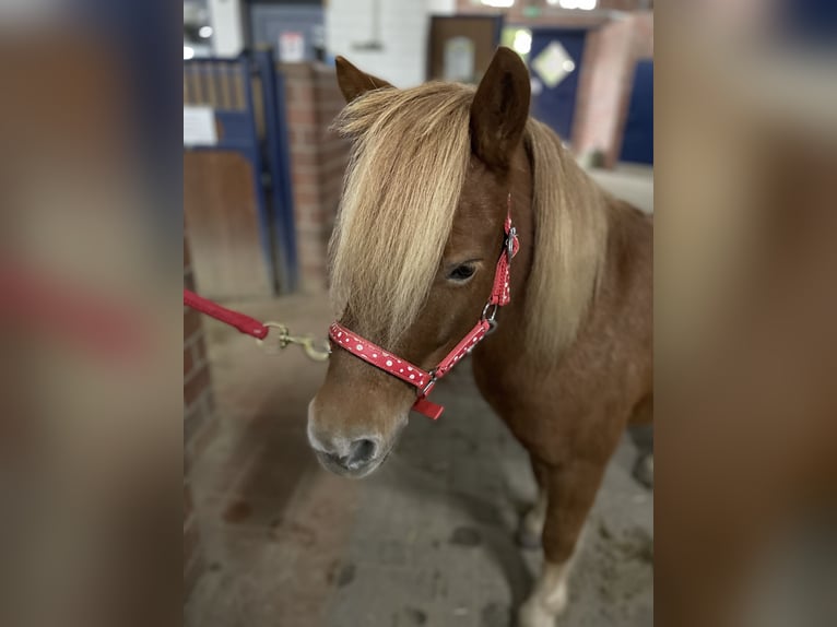 Shetland Ponies Mare 9 years 10,2 hh Chestnut-Red in Marl