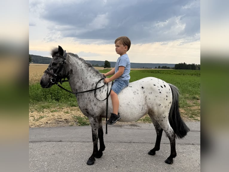 Shetland Ponies Mare 9 years 10.2 hh Leopard-Piebald in Riedlingen