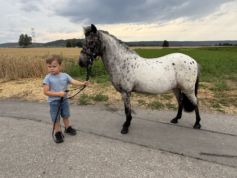 Shetland Ponies Mare 9 years 10.2 hh Leopard-Piebald in Riedlingen