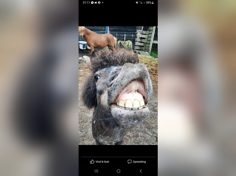 Shetland Ponies Mare 9 years 7,3 hh Grey in Emmer-Compascuum