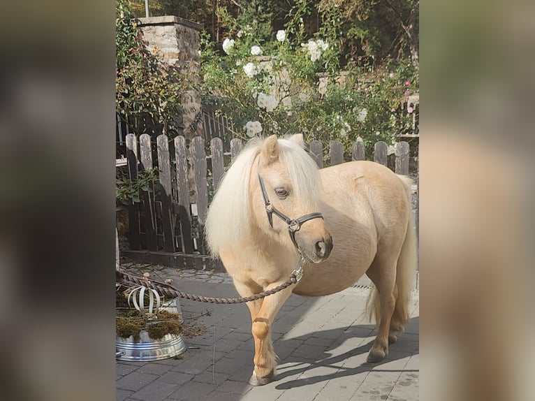 Shetland Ponies Mare 9 years 8.2 hh Palomino in Winkel