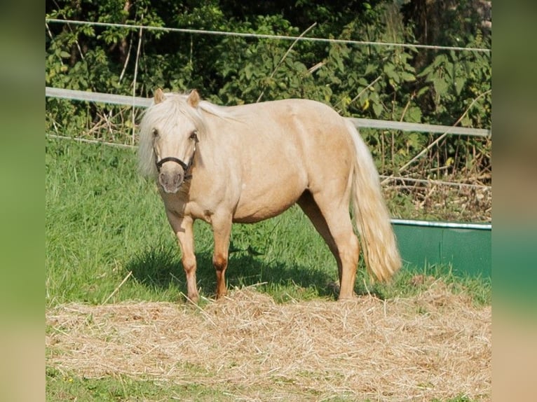 Shetland Ponies Mare 9 years 8.2 hh Palomino in Winkel