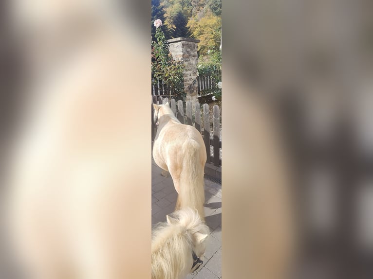 Shetland Ponies Mare 9 years 8.2 hh Palomino in Winkel