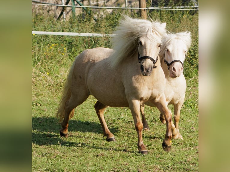 Shetland Ponies Mare 9 years 8.2 hh Palomino in Winkel