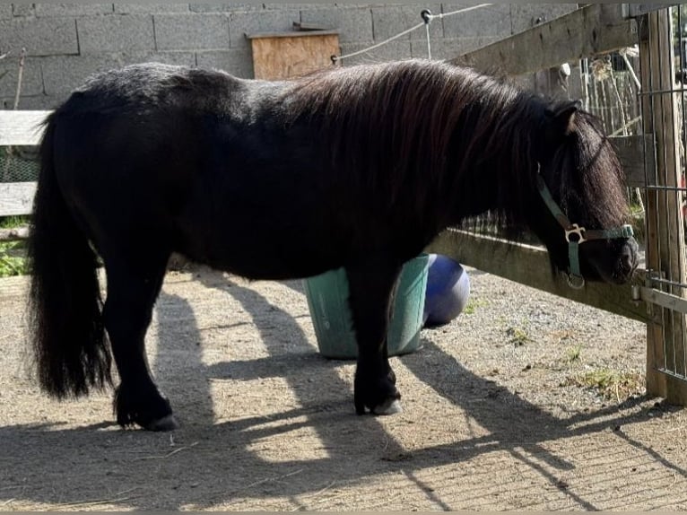 Shetland Ponies Mare 9 years 8 hh Black in Bodnegg