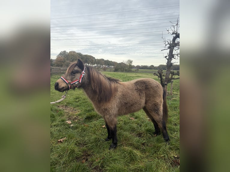 Shetland Ponies Mare 9 years 8,3 hh Buckskin in Hooghalen