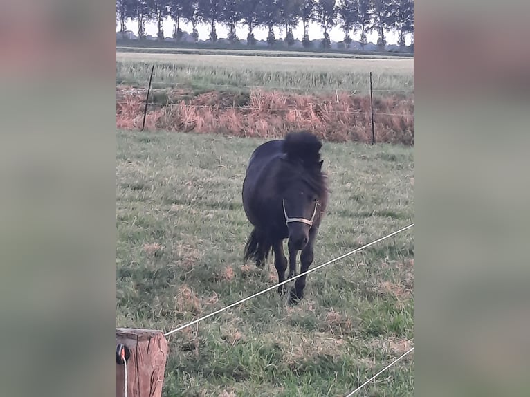 Shetland Ponies Mare 9 years 9,2 hh Smoky-Black in Oud-Vossemeer