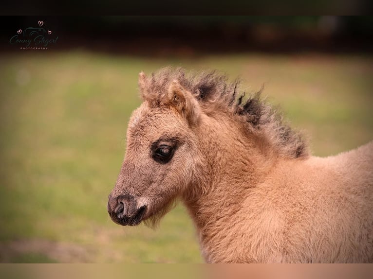 Shetland Ponies Mare Foal (05/2025) 10 hh Dun in Gardelegen