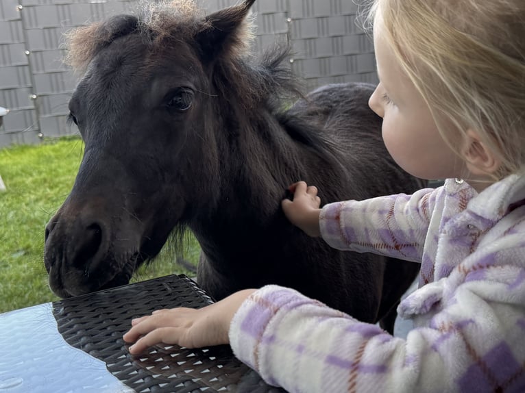 Shetland Ponies Mare Foal (05/2025) 10,1 hh Black in Gro&#xDF; Molzahn