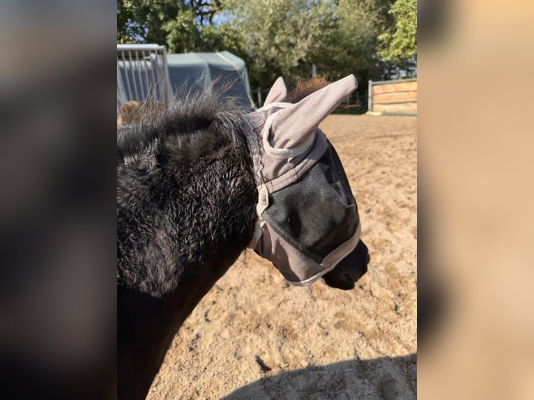 Shetland Ponies Mare Foal (05/2025) 10,1 hh Black in Gro&#xDF; Molzahn