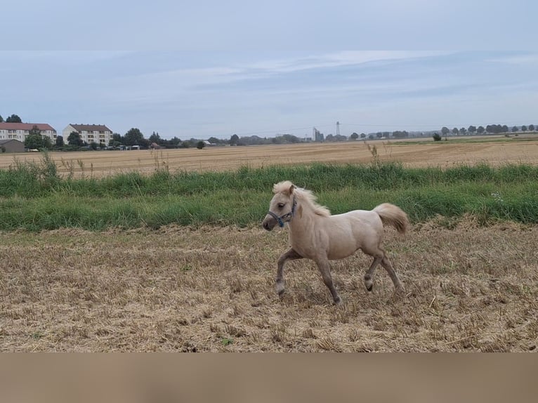 Shetland Ponies Mare Foal (05/2025) 10,1 hh Palomino in Ebersbach Shetland Ponies Mare Foal (05/2025) 10,1 hh Palomino in Ebersbach