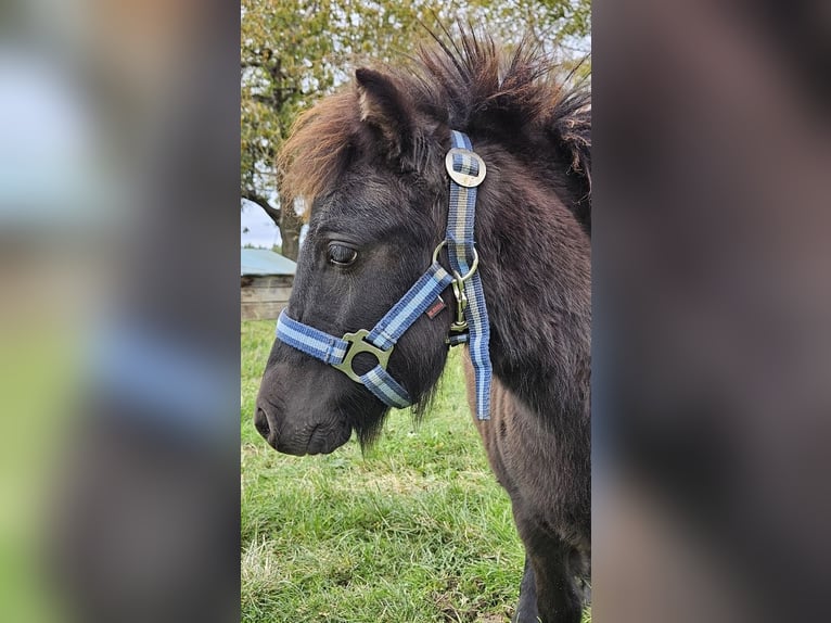 Shetland Ponies Mare Foal (04/2024) 8,1 hh Black in Kahla