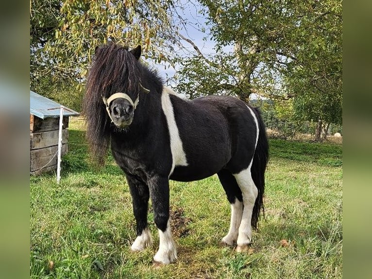 Shetland Ponies Mare Foal (04/2024) 8,1 hh Black in Kahla