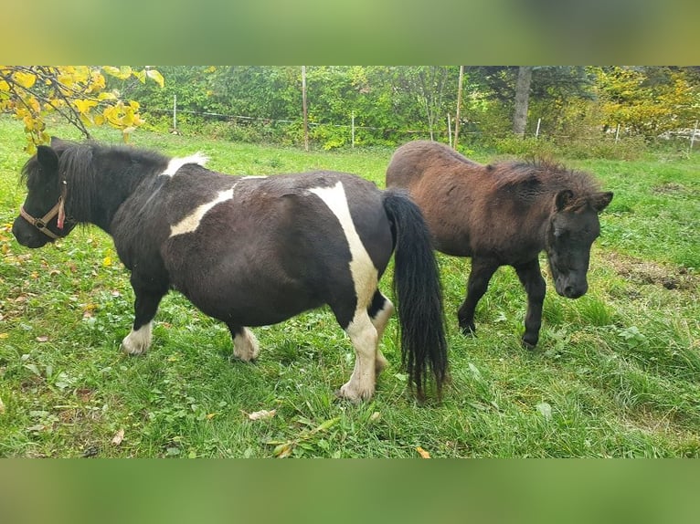 Shetland Ponies Mare Foal (04/2024) 8,1 hh Black in Kahla