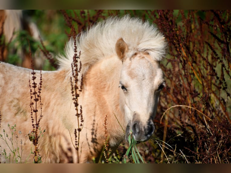 Shetland Ponies Mare Foal (03/2025) 8,3 hh Palomino in POUILLY LES FEURS
