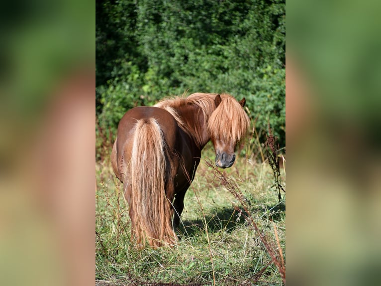 Shetland Ponies Mare Foal (03/2025) 8,3 hh Palomino in POUILLY LES FEURS