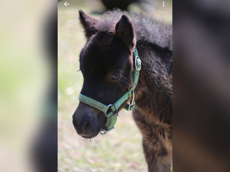Shetland Ponies Mare Foal (04/2026) 9.2 hh Brown in Schönberg