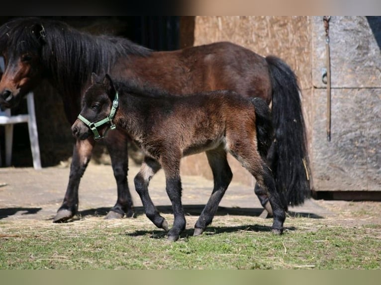 Shetland Ponies Mare Foal (04/2026) 9.2 hh Brown in Schönberg