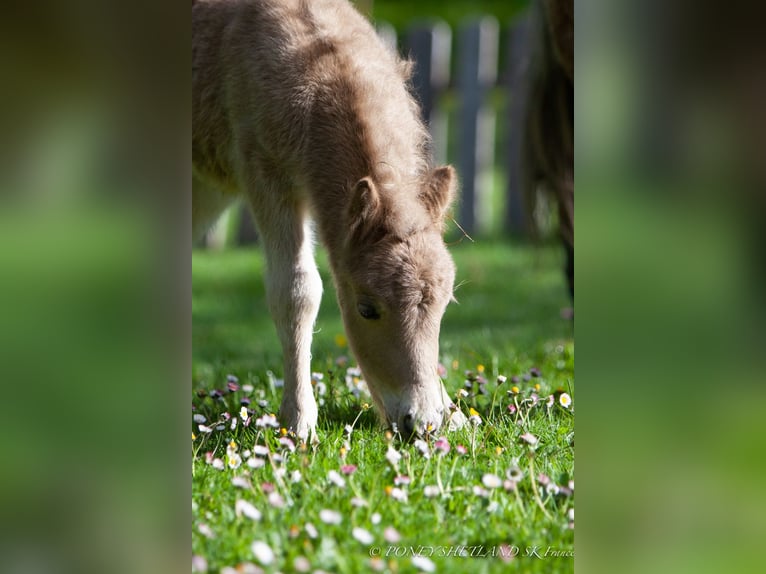 Shetland Ponies Mare Foal (04/2024) 9,2 hh Chestnut-Red in Courtonne-la-Meurdrac