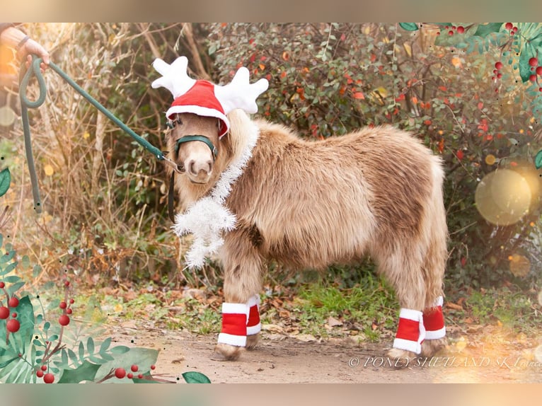 Shetland Ponies Mare  9,2 hh Chestnut-Red in Courtonne-la-Meurdrac