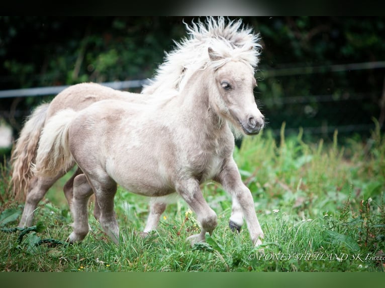 Shetland Ponies Mare Foal (04/2024) 9,2 hh Chestnut-Red in Courtonne-la-Meurdrac