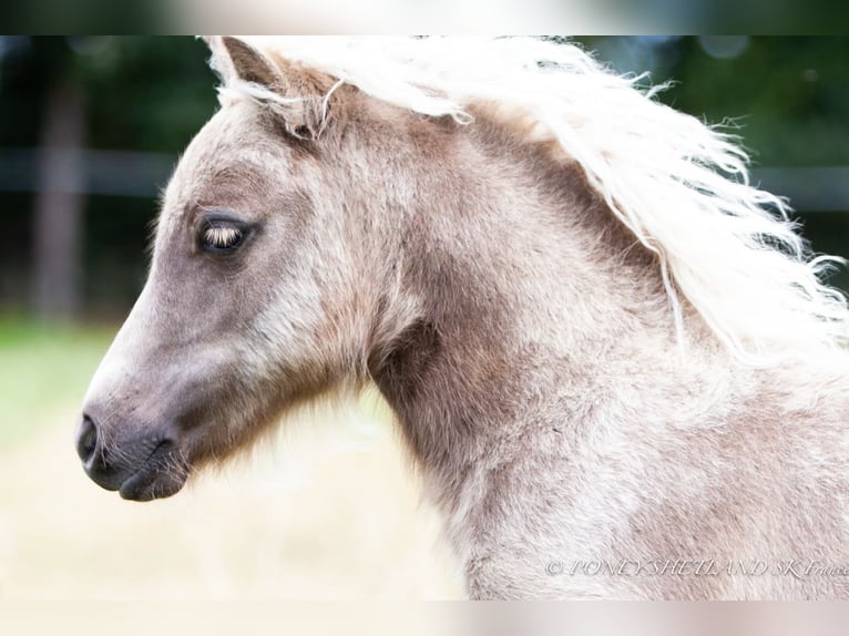 Shetland Ponies Mare Foal (04/2024) 9,2 hh Chestnut-Red in Courtonne-la-Meurdrac