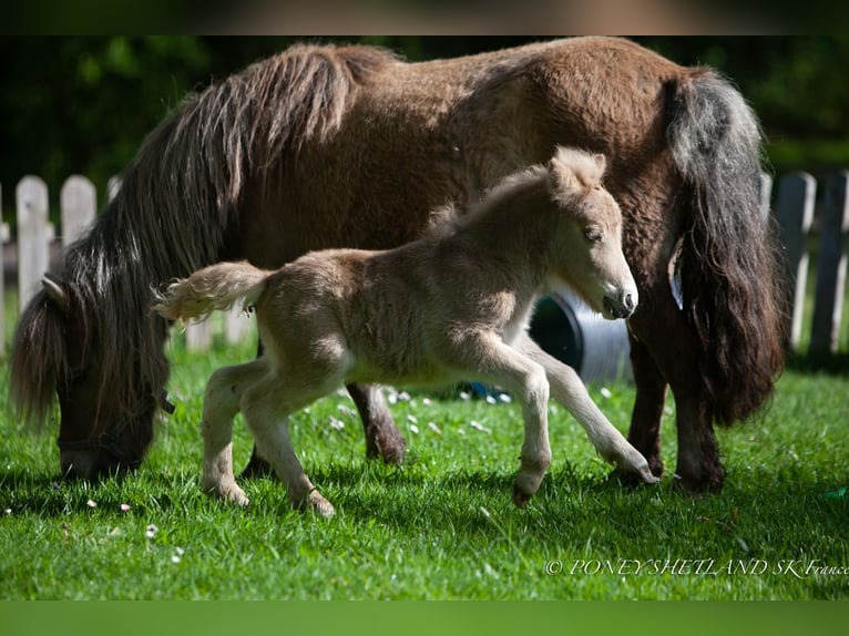 Shetland Ponies Mare Foal (04/2024) 9,2 hh Chestnut-Red in Courtonne-la-Meurdrac