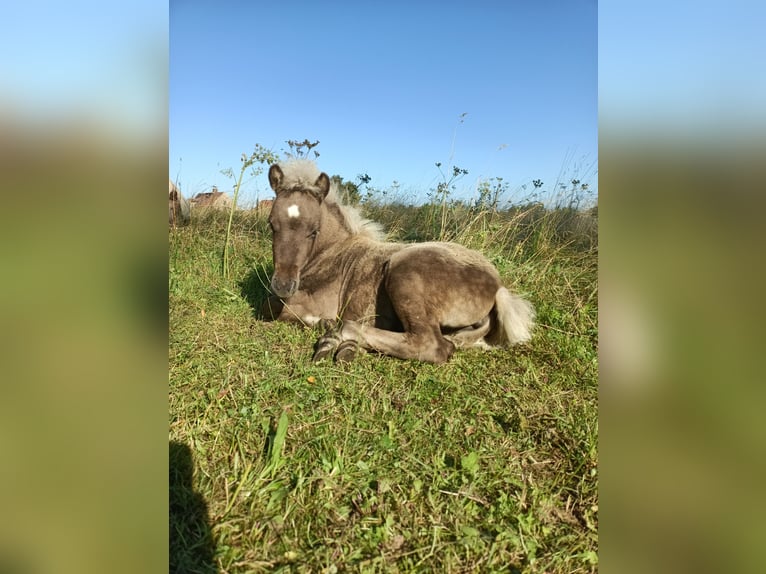 Shetland Ponies Mare Foal (05/2025) 9,2 hh Dun in Naundorf