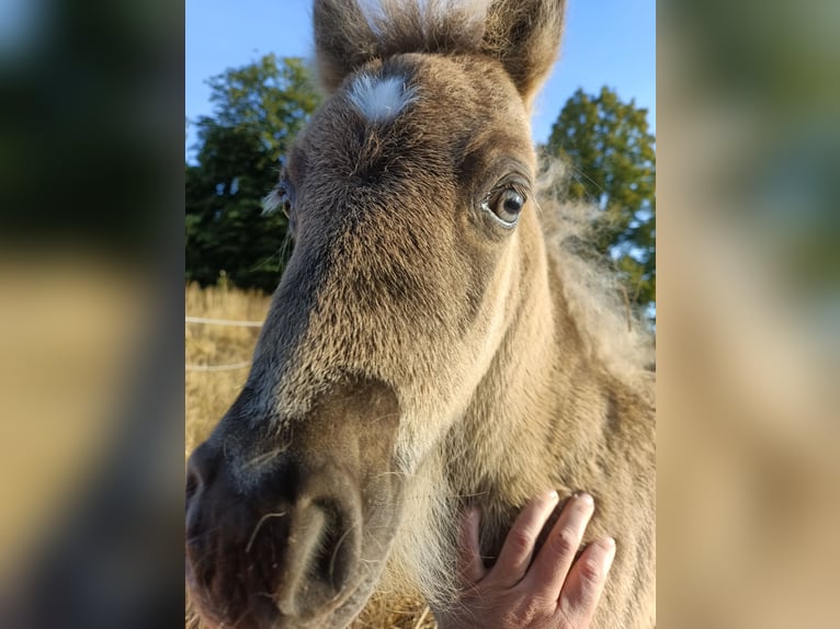 Shetland Ponies Mare Foal (05/2025) 9,2 hh Dun in Naundorf