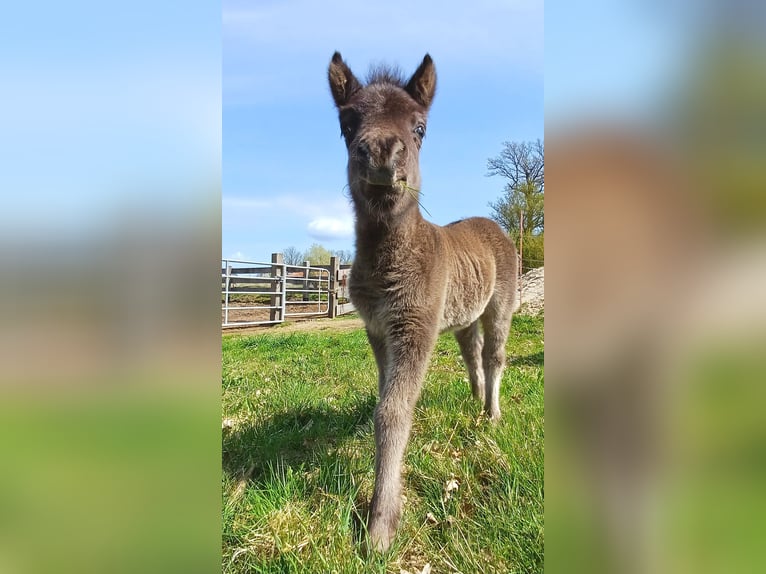Shetland Ponies Mare Foal (04/2026) 9.2 hh  in Lenzerwische