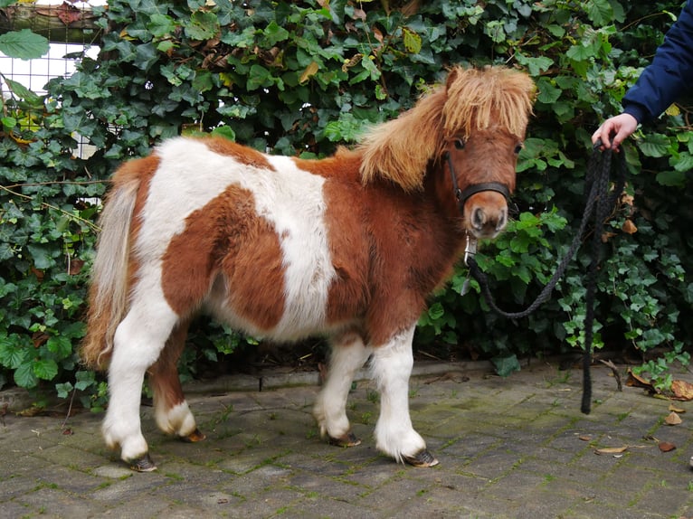 Shetland Ponies Mare Foal (03/2024) 9,2 hh in Dorsten