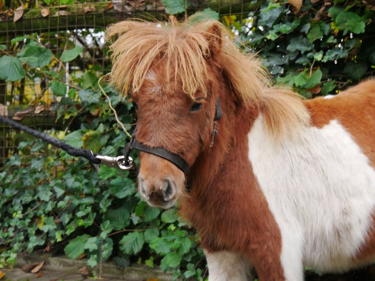 Shetland Ponies Mare Foal (03/2024) 9,2 hh in Dorsten