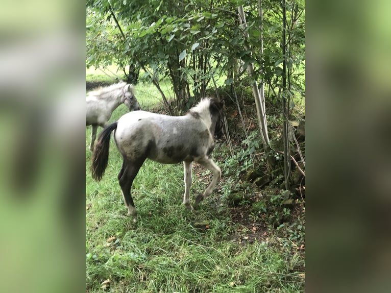 Shetland Ponies Mix Mare Foal (04/2024) 9,2 hh Leopard-Piebald in Wschowa