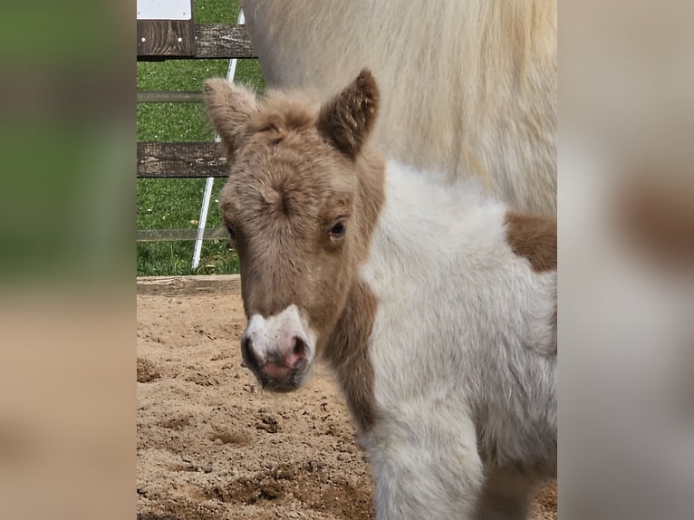 Shetland Ponies Mare Foal (04/2026) 9.2 hh Palomino in Gerabronn