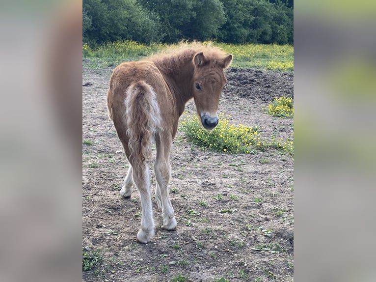 Shetland Ponies Mare  9,1 hh Chestnut-Red in Saint-L&#xE9;ger-en-Yvelines