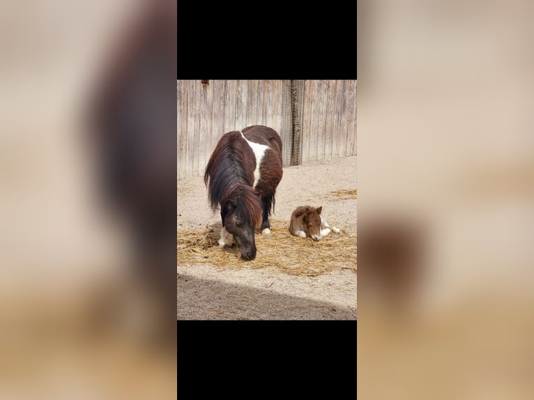 Shetland Ponies Mare  9,1 hh Chestnut-Red in Erpfendorf