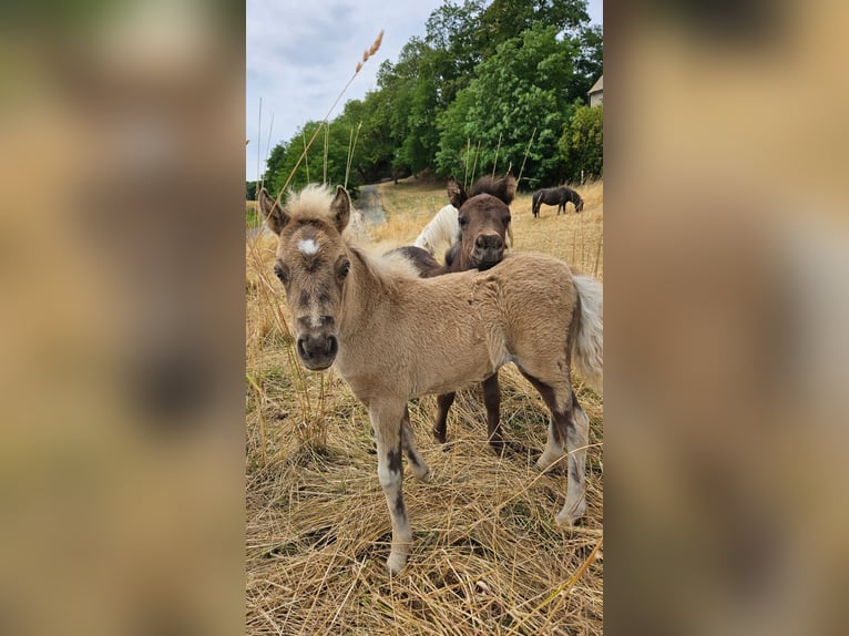 Shetland Ponies Mare Foal (05/2025) 9,2 hh Dun in Naundorf