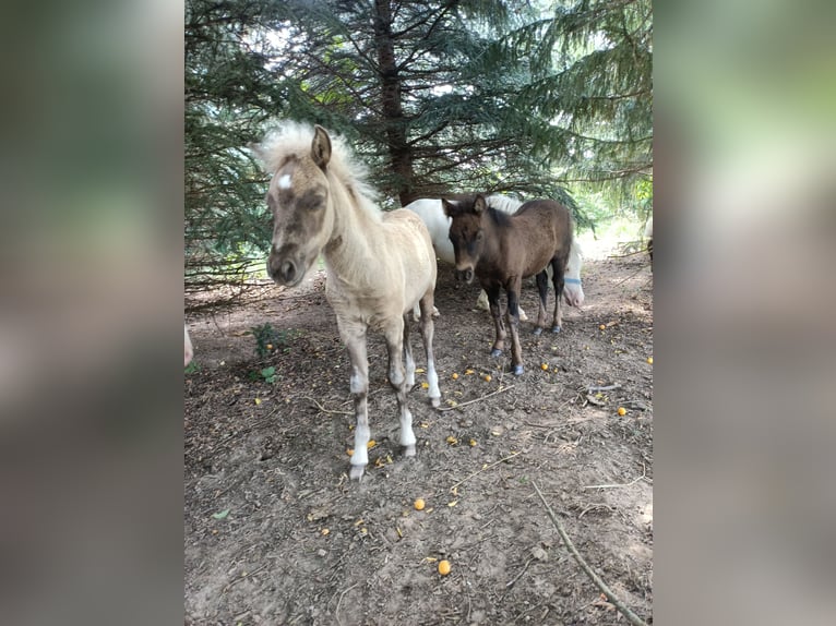 Shetland Ponies Mare Foal (05/2025) 9,2 hh Dun in Naundorf