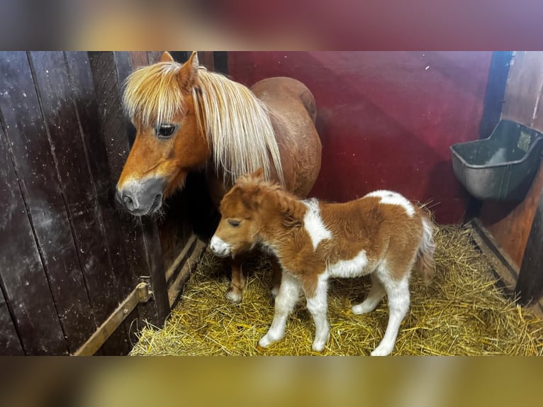 Shetland Ponies Mare Foal (04/2025) 9,2 hh Leopard-Piebald in Sayda