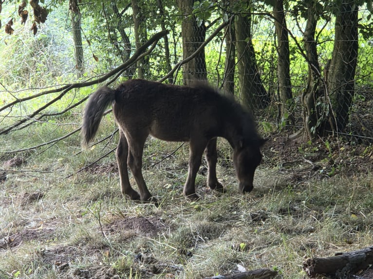 Shetland Ponies Mare Foal (01/2026)  in Heringen (Werra)