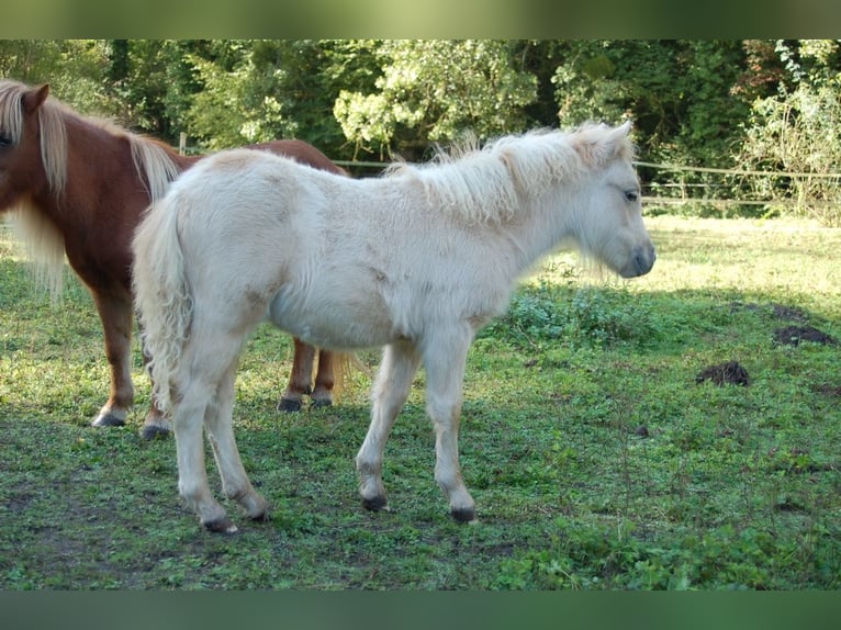 Shetland Ponies Mare Foal (05/2024) Palomino in Béthisy-Saint-Pierre