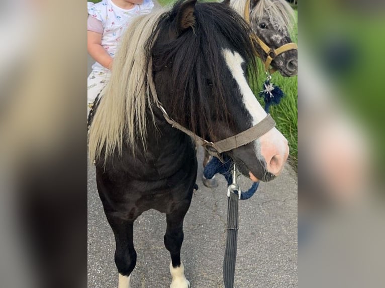 Shetland Ponies Mare Foal (04/2025) Pinto in Brilon