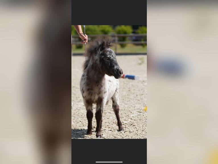 Shetland Ponies Stallion 10 years 7,2 hh Leopard-Piebald in Schönwalde am Bungsberg