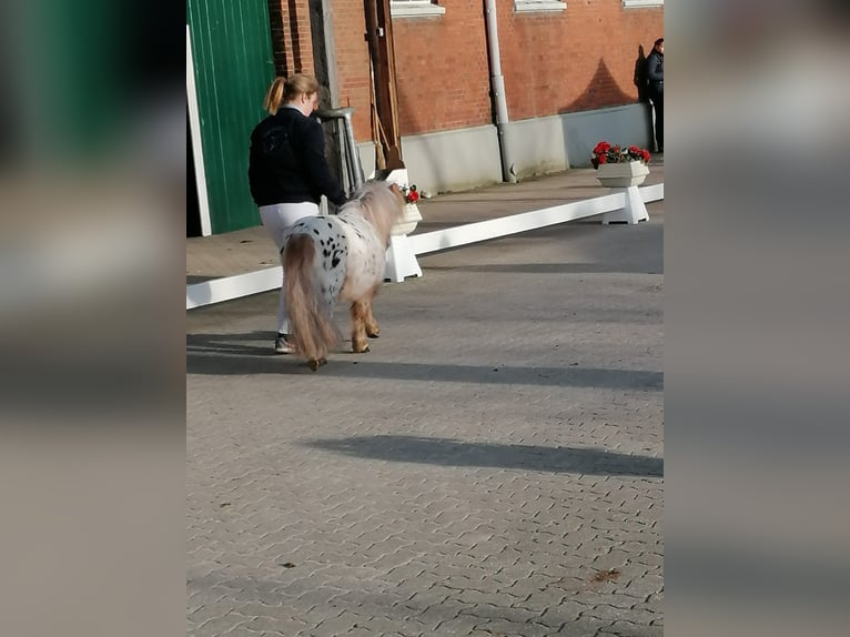 Shetland Ponies Stallion 10 years 7,2 hh Leopard-Piebald in Schönwalde am Bungsberg