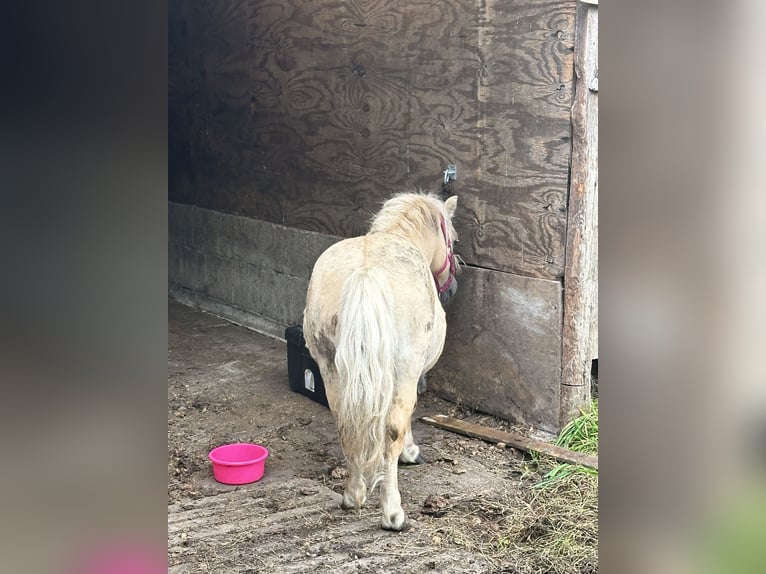 Shetland Ponies Stallion 10 years 8.3 hh Palomino in Ulft