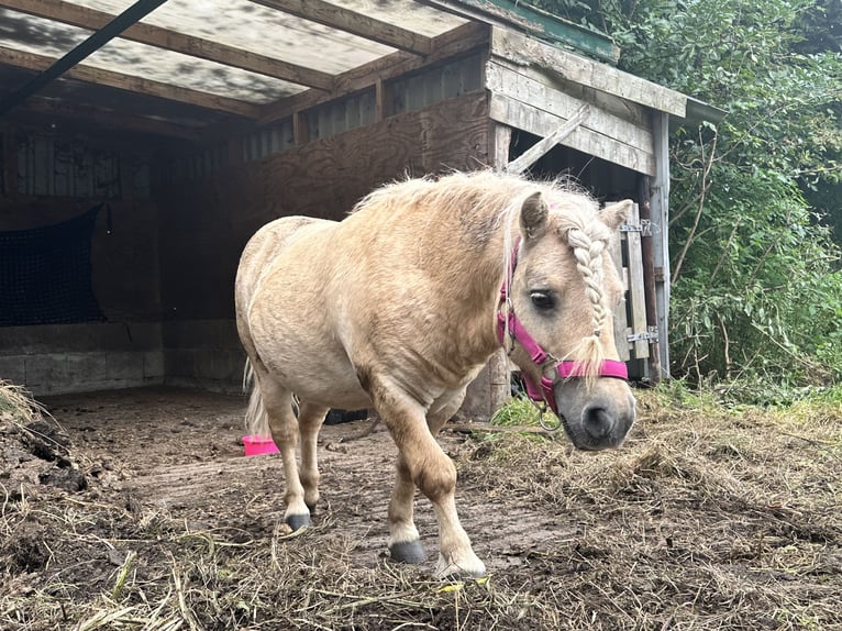 Shetland Ponies Stallion 10 years 8.3 hh Palomino in Ulft