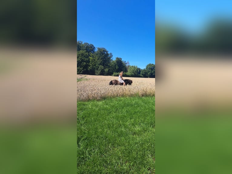 Shetland Ponies Stallion 11 years 10.2 hh Pinto in Lütjenburg