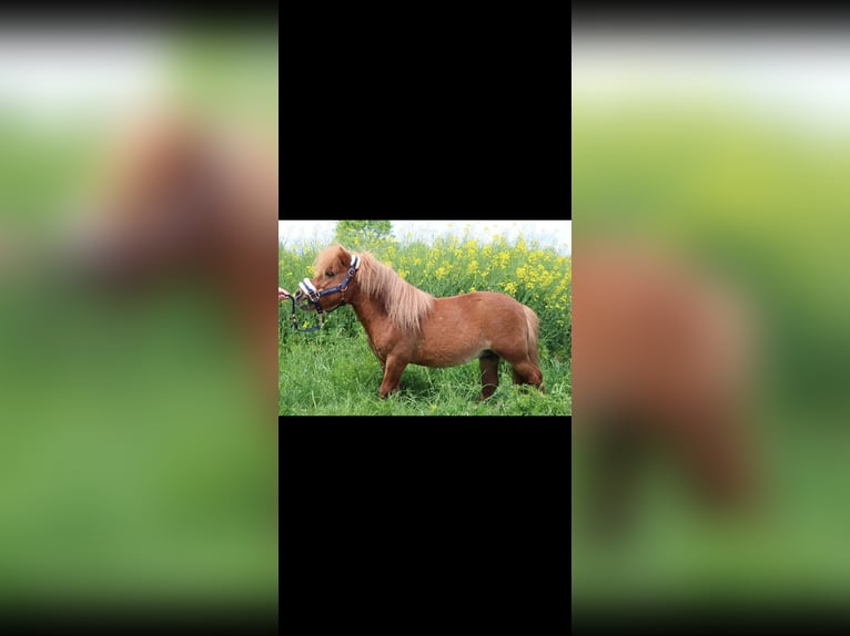 Shetland Ponies Stallion 11 years Chestnut-Red in amillis