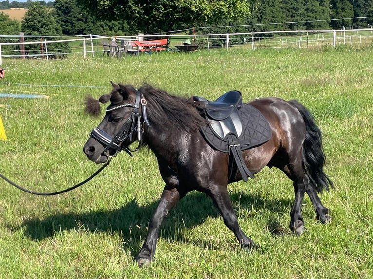 Shetland Ponies Stallion 12 years 8.3 hh Black in Lübeck